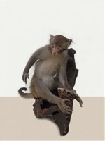 藏品(臺灣獼猴   )的圖片